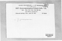 Image of Gymnosporangium nelsonii
